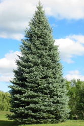 All Spruced Up Blue Spruce
